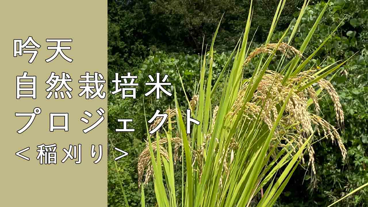 吟天自然栽培米プロジェクト実りの秋！(吟天 GINTEN 通販)