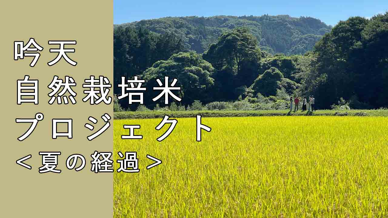 【吟天】Nature B 自然栽培米で酒造りプロジェクト　経過観察＆コラボ酒蔵決定！！