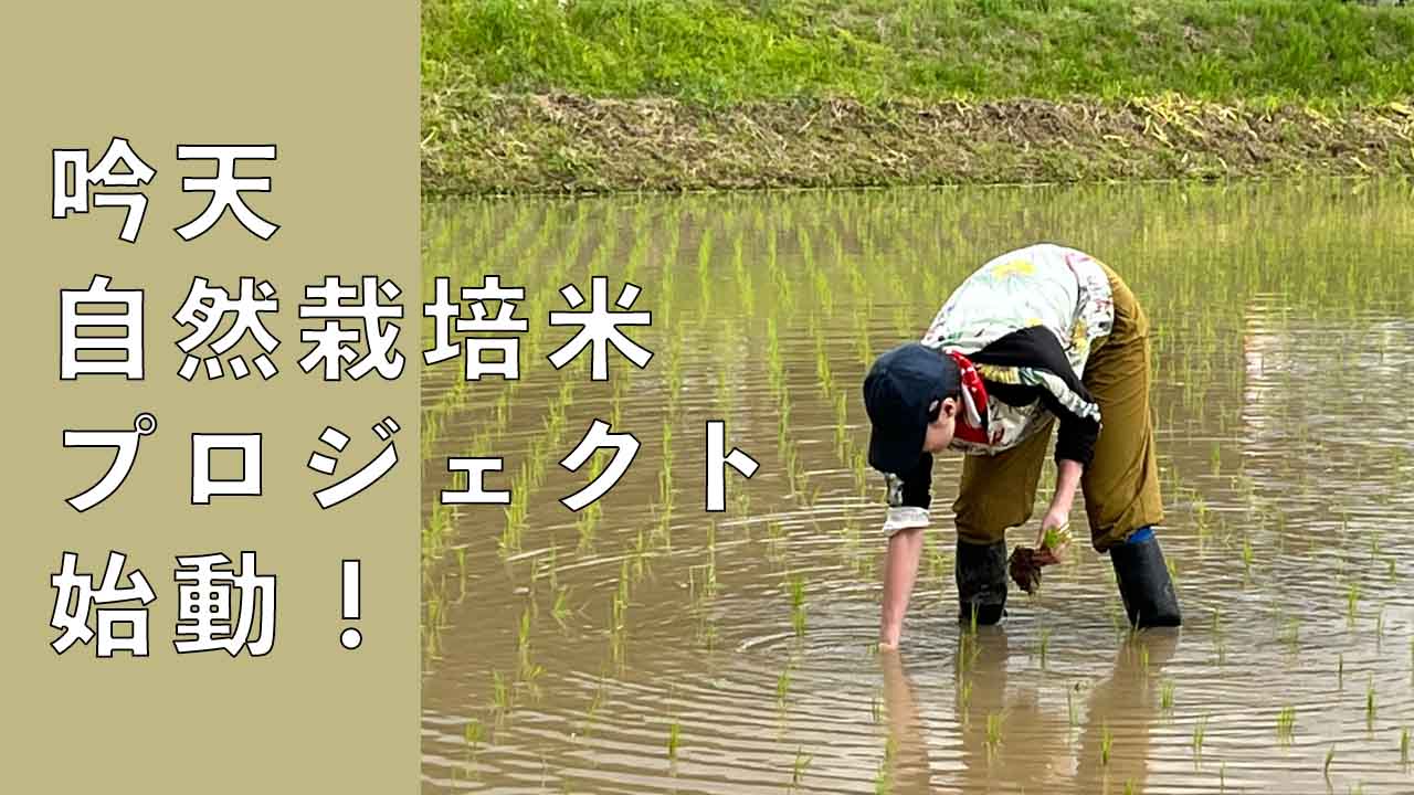 【吟天】Nature B 自然栽培米で酒造りプロジェクト始動！