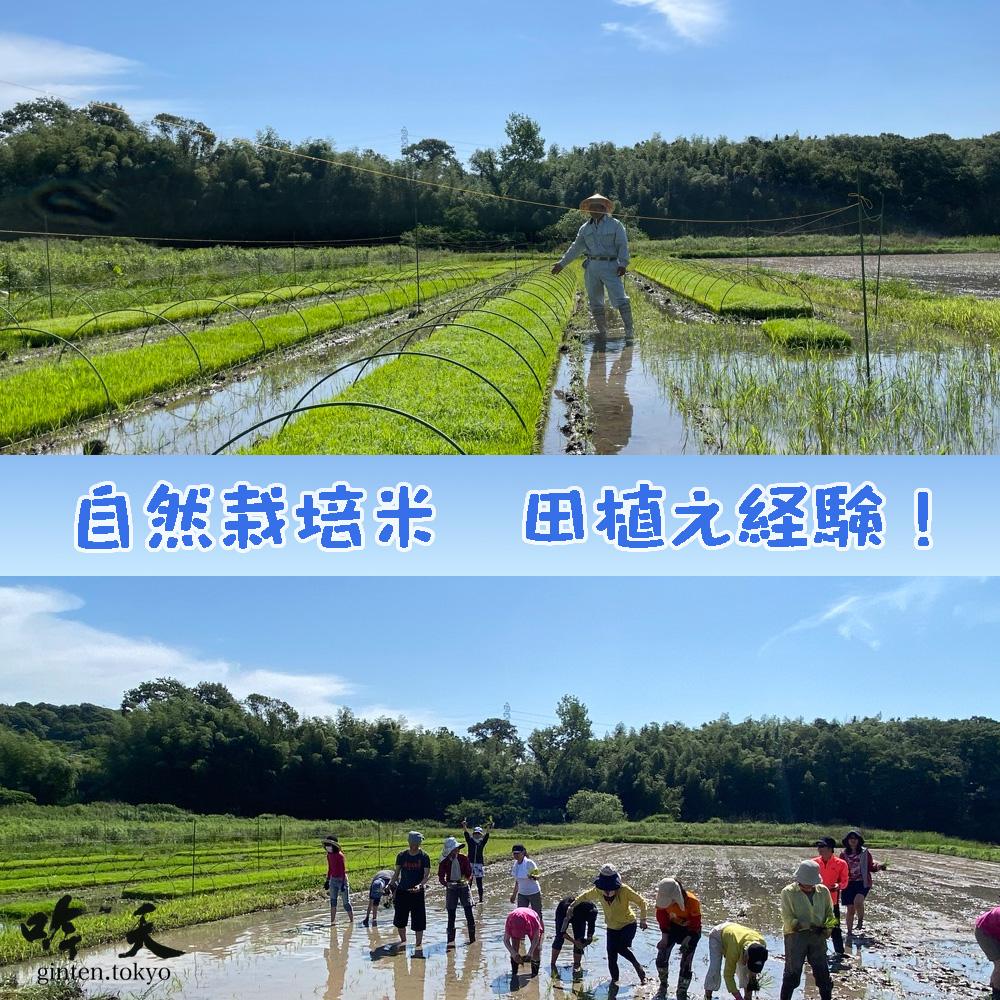 米作りから酒造りへ 田植え体験イベント2026（日帰りプラン）